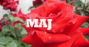 MAJ